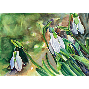 Painting of a Snow Drop Flower